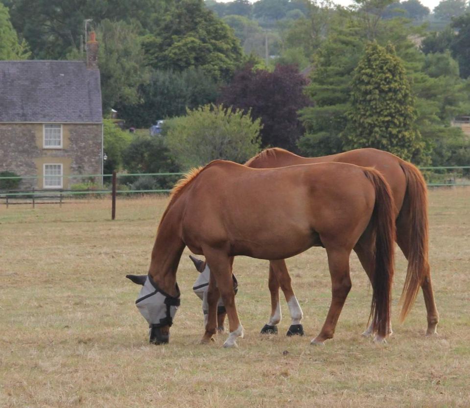 Horses grazing near a house