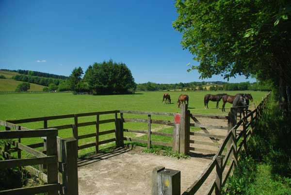 Horses in a field
