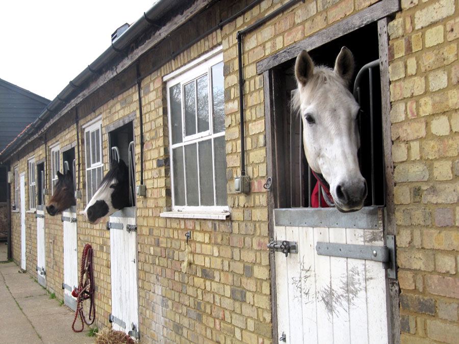 Stable row with horse
