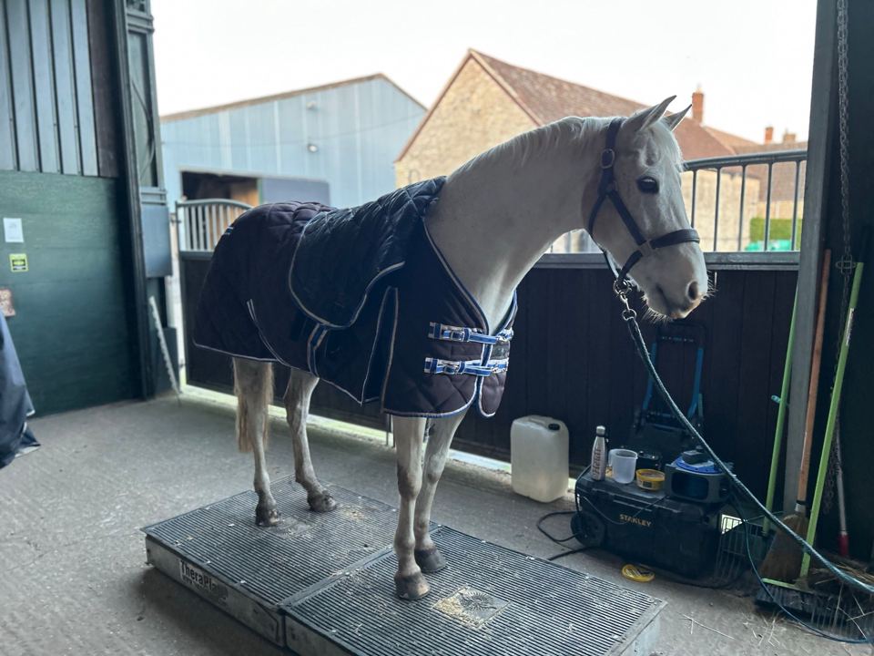 Horse in rug by stables