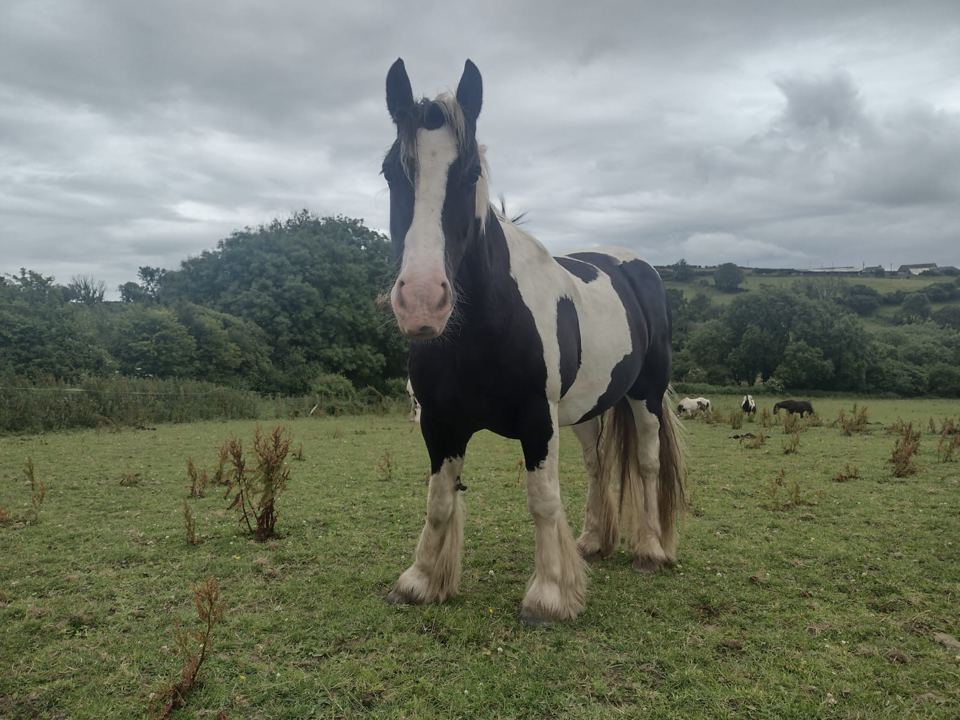 Pony in a field