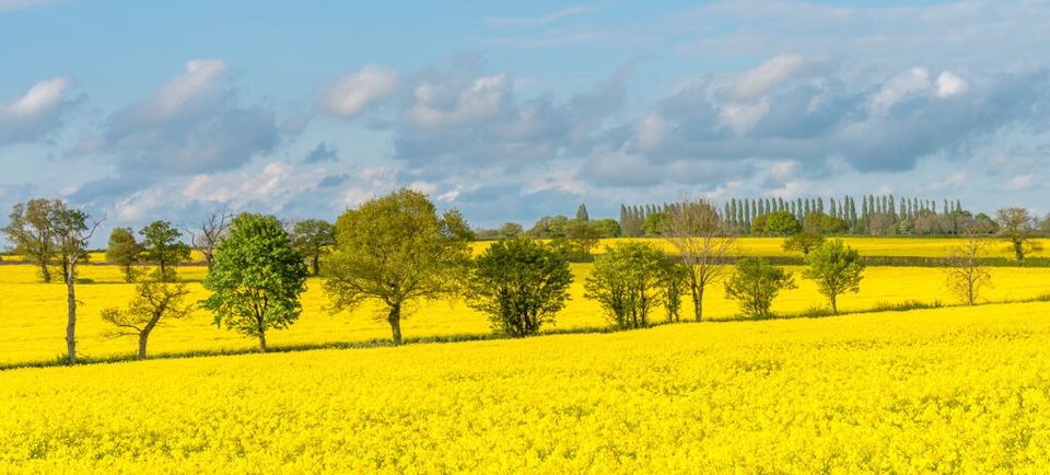 Fields and trees