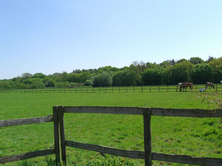 Field and trees