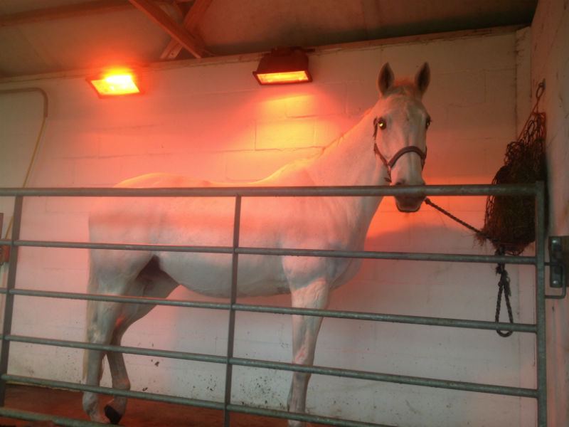 Horse in stable