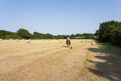 Horse in a wide field