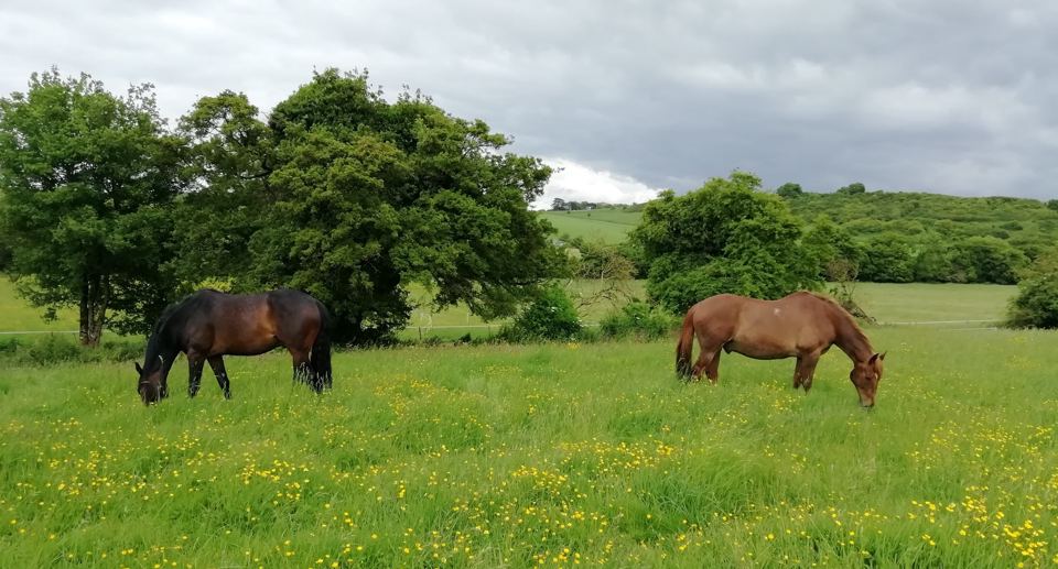 Horses grazing in a field
