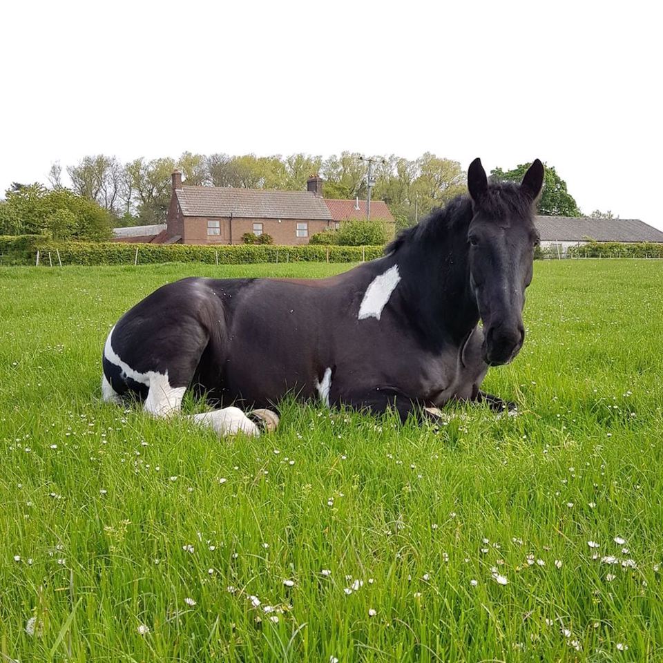 Horse resting in a field