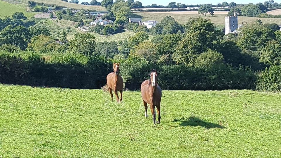 Horses in a field