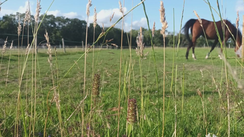 Grass field with horses