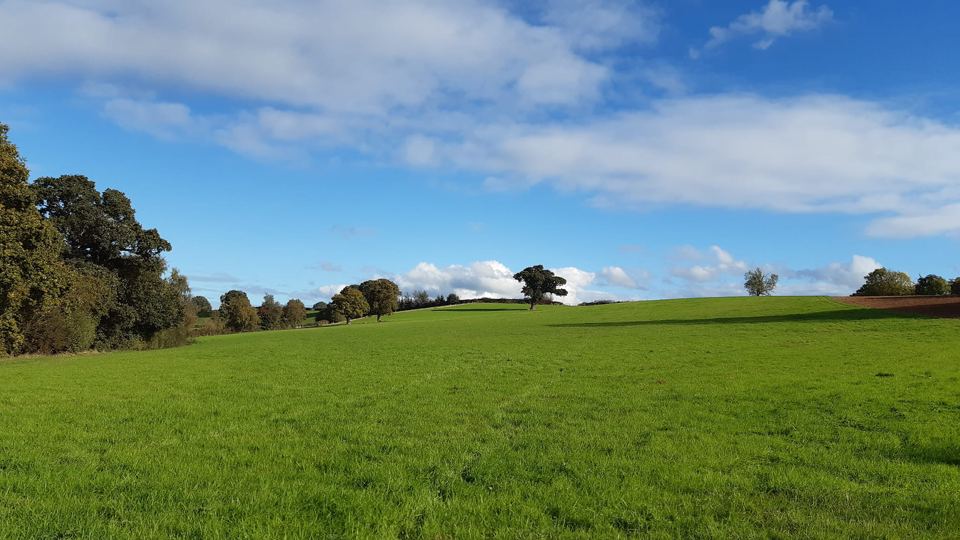 Green field under blue sky