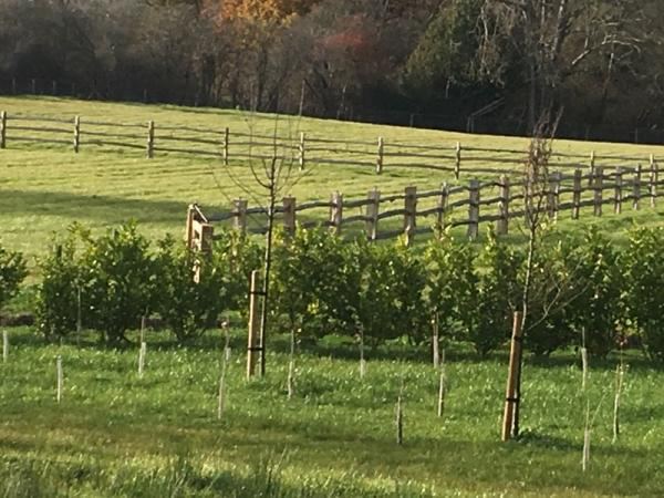 Fields and young trees