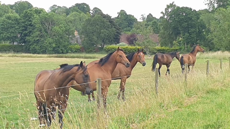 Horses in grassy field