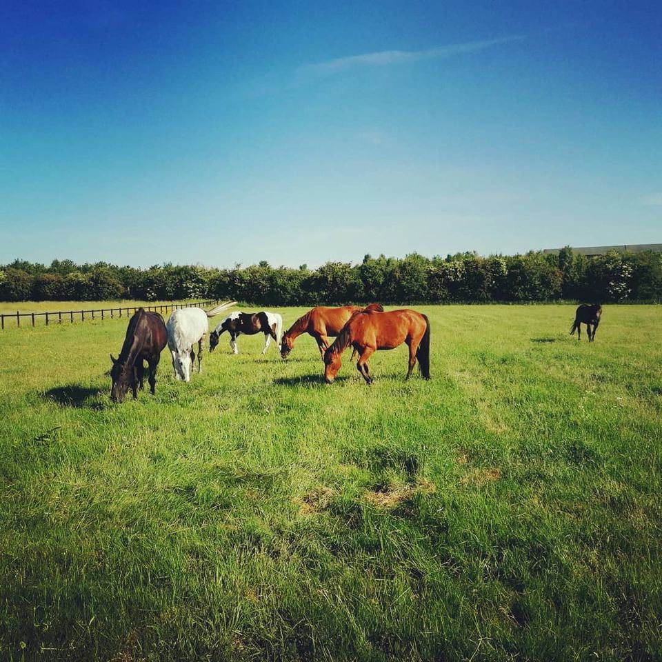 Horses in grassy field