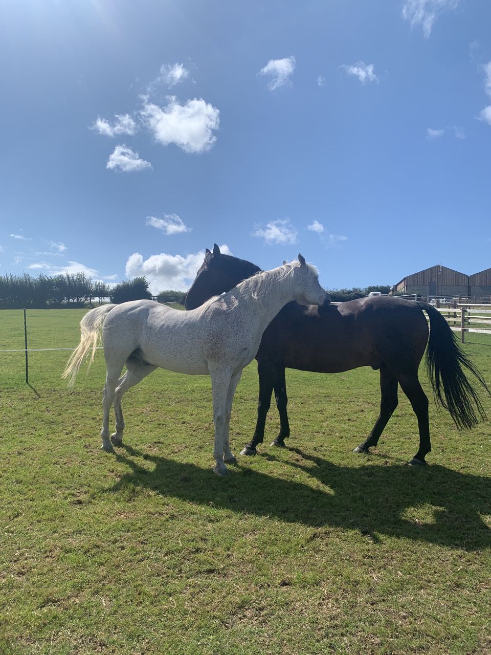 Horses in field