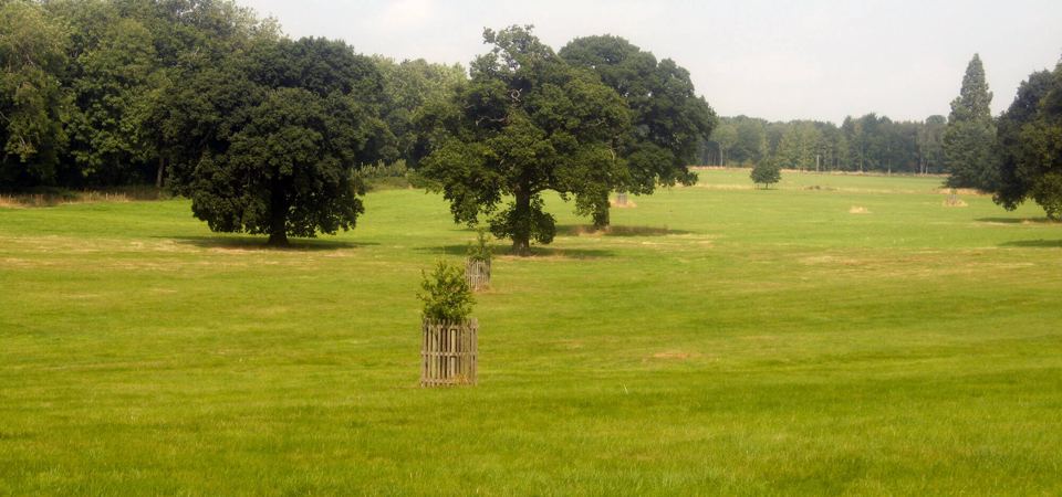 Open field with trees