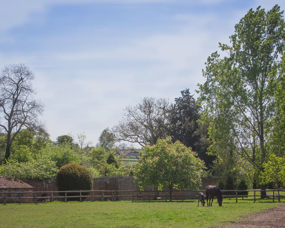 Paddock with grazing horse