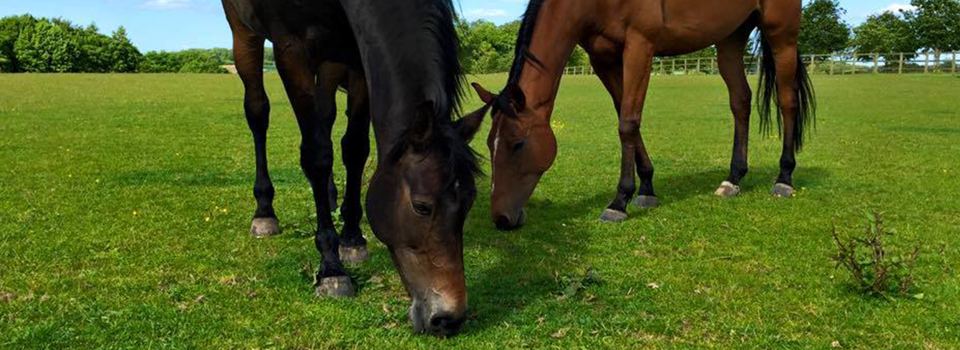 Horses grazing in field