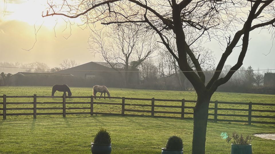 Horses in field at dawn