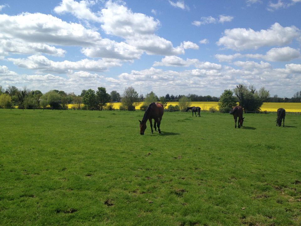 Horses in field