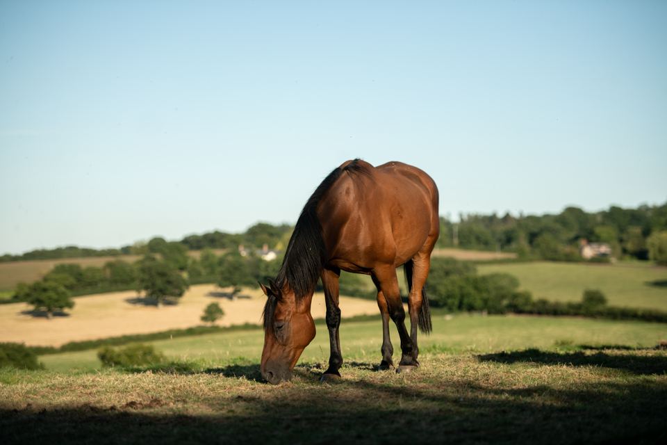 Horse grazing in field