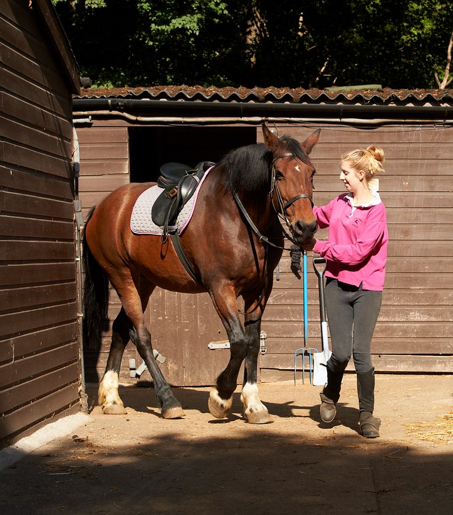 Horse at stable yard