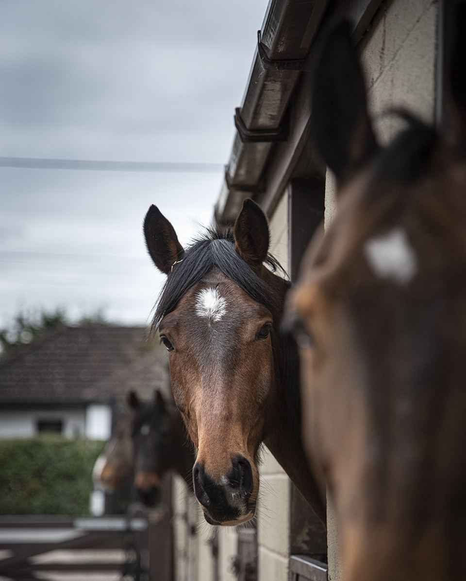 Horses at stable door