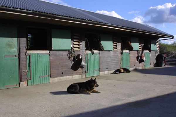 Stable block with horses