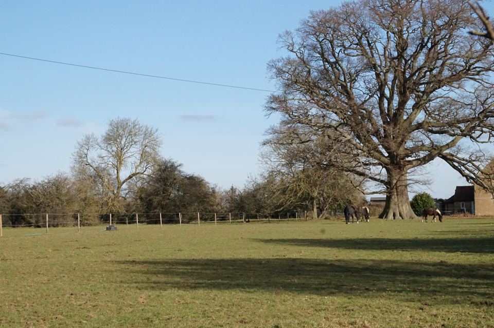 Field with mature oak