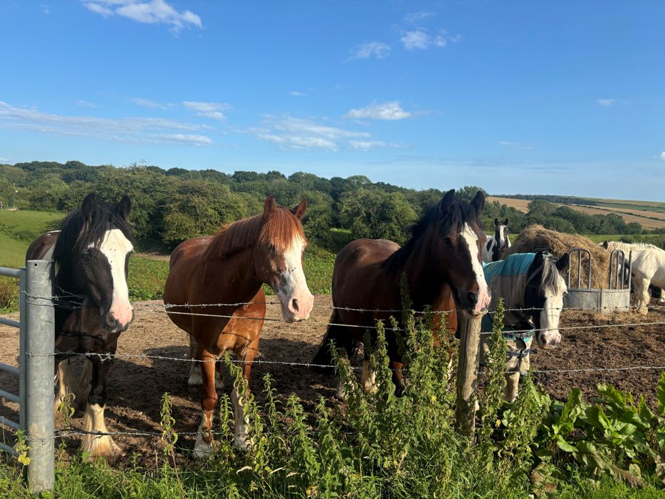 Horses at fence