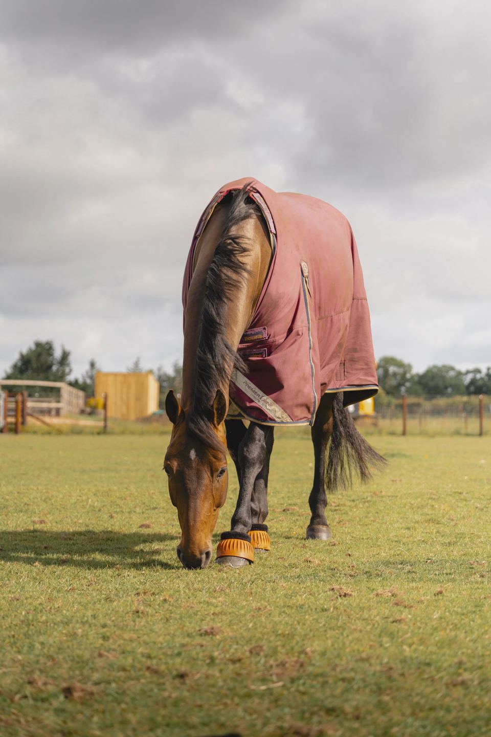Horse in field