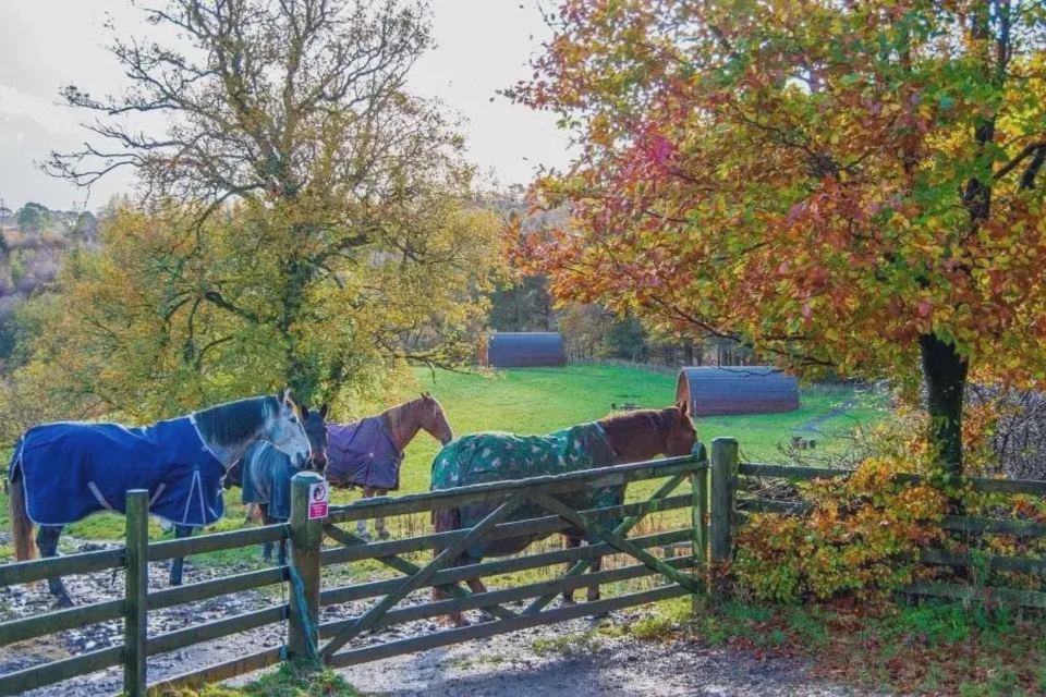 Horses in rugs in field