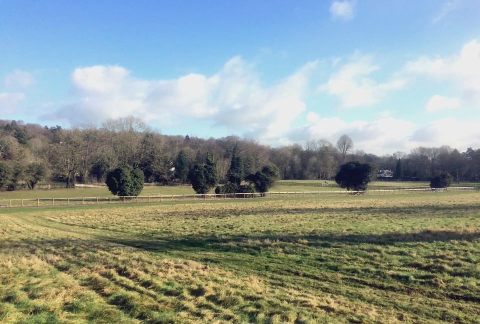Field and view