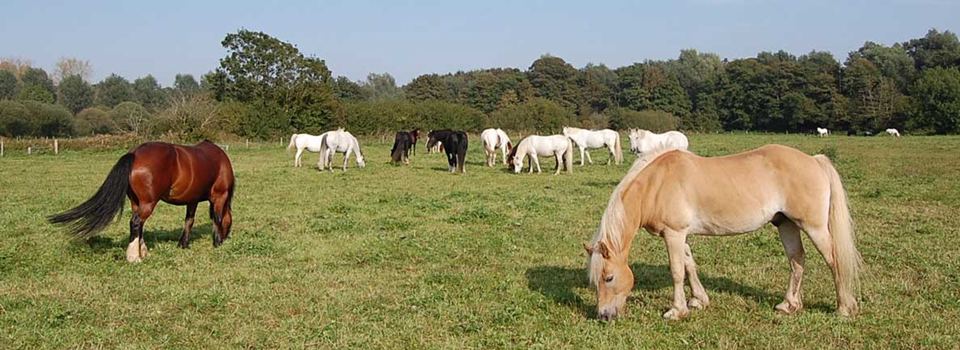Horses grazing in field