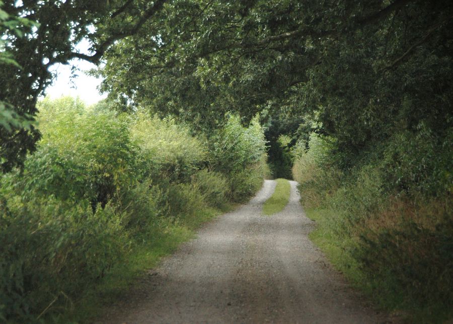 Hacking track through trees