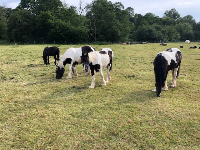 Horses grazing in field