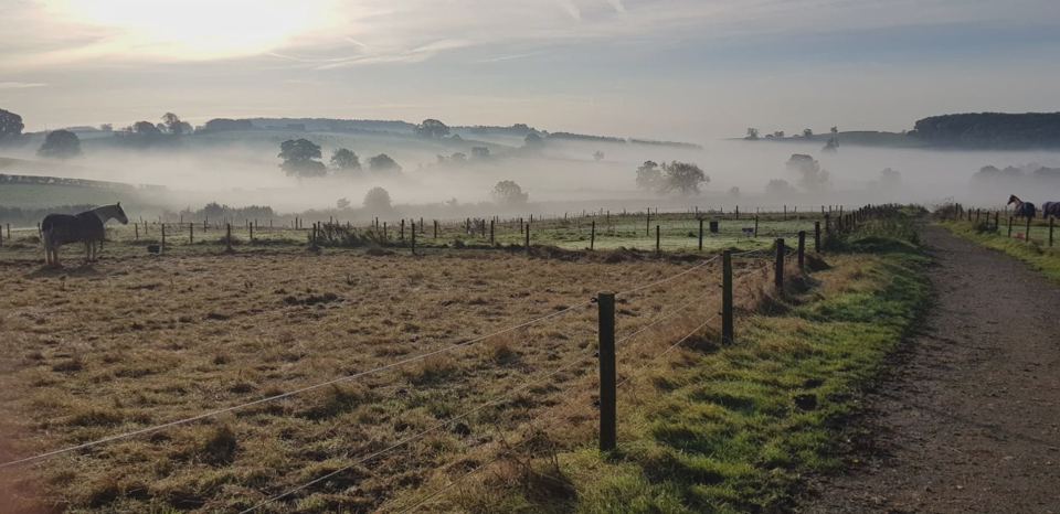 Misty fields at dawn