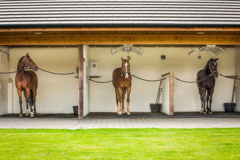 Stable row with horses