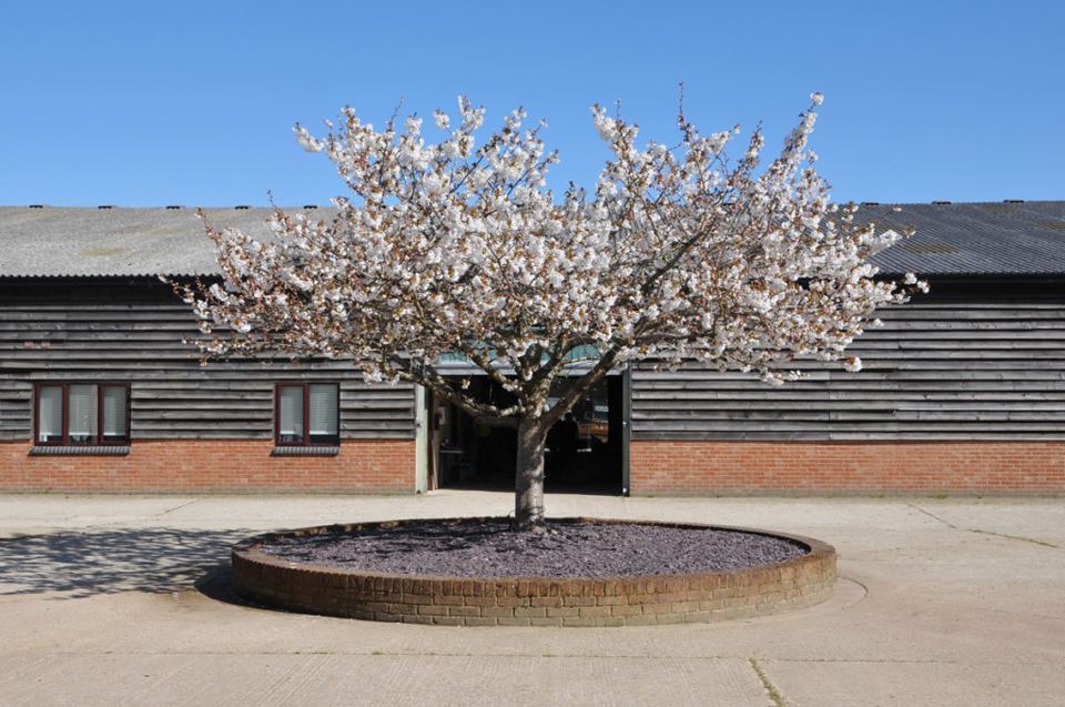 Stable block with blossom tree