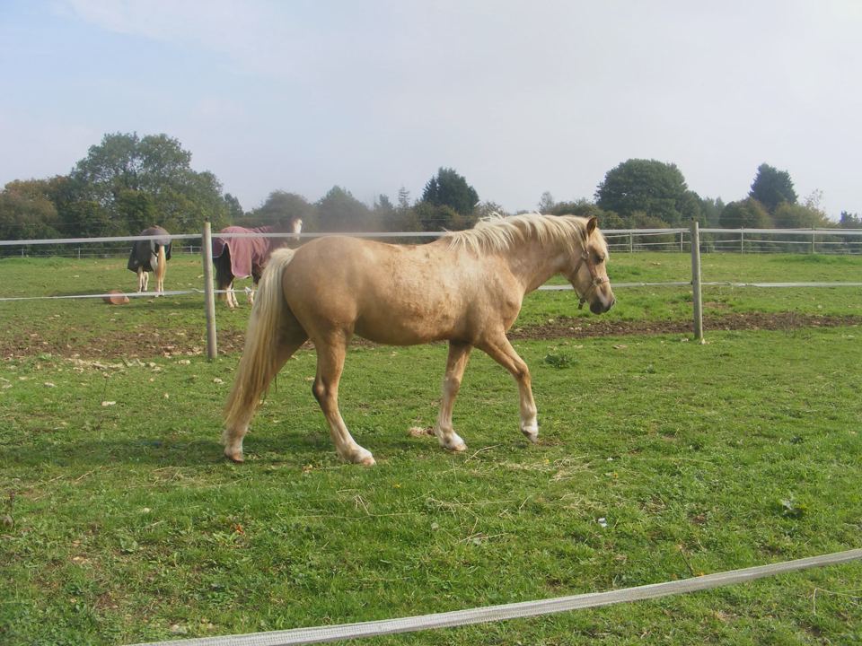 Horse in field
