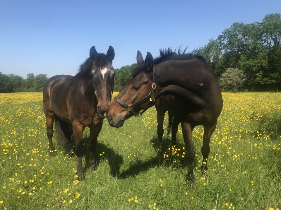 Horses in buttercup field