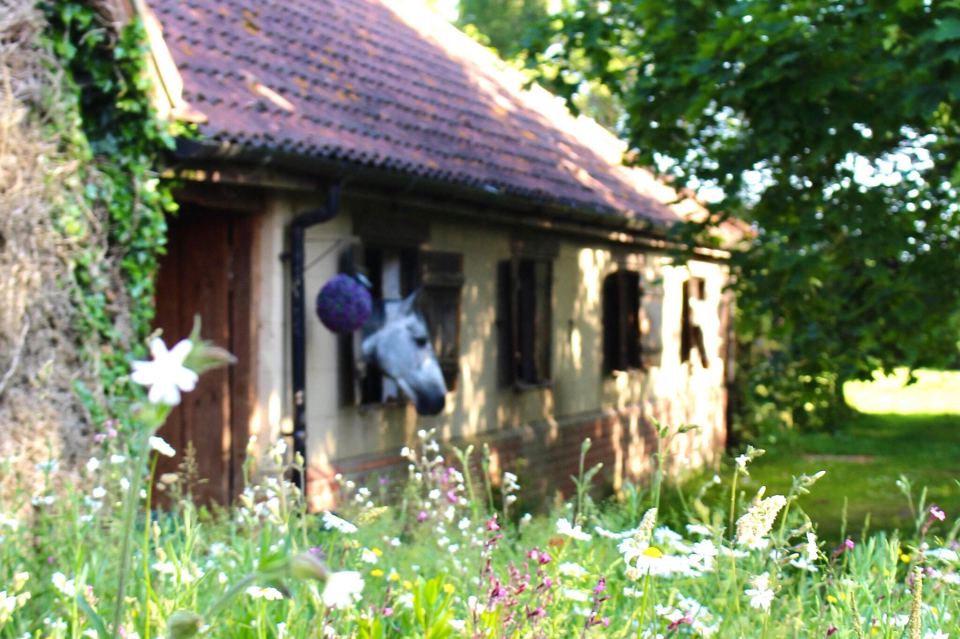 Stable building with horse